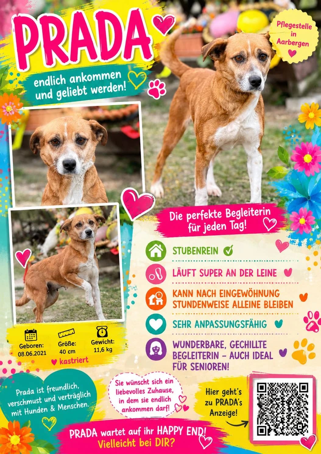 PRADA, Mix, geb. 06/2021, female 5yo Mixed Breed for adoption at Hundenothilfe.de, Germany