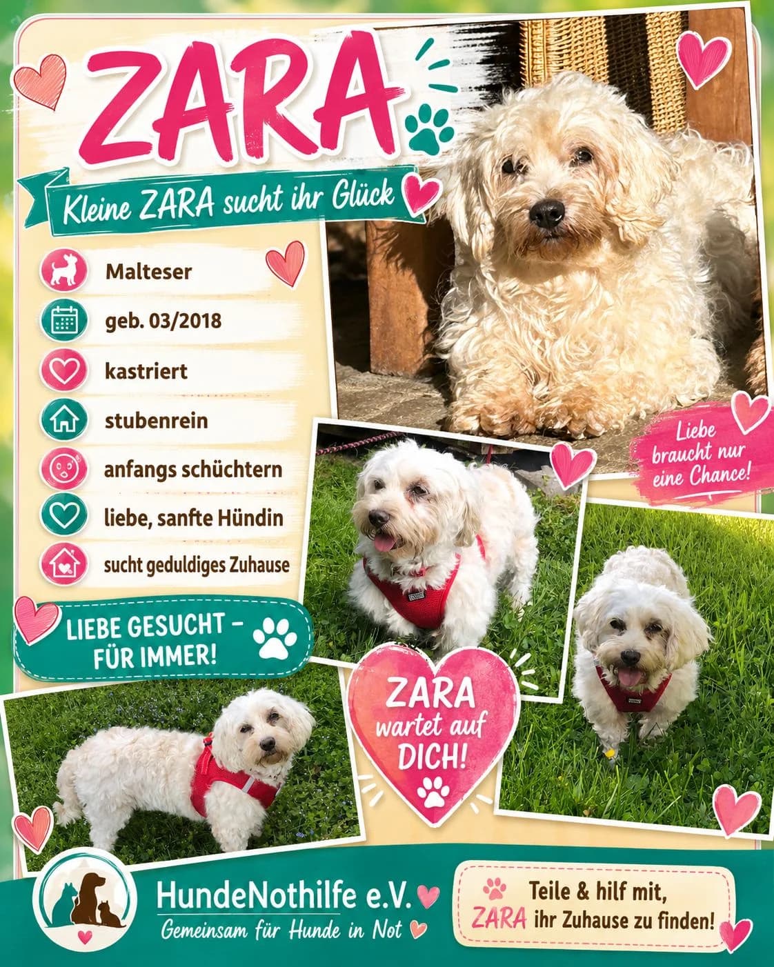 ZARA, Malteser, geb. 03/2018, female puppy Mixed Breed for adoption at Hundenothilfe.de, Germany