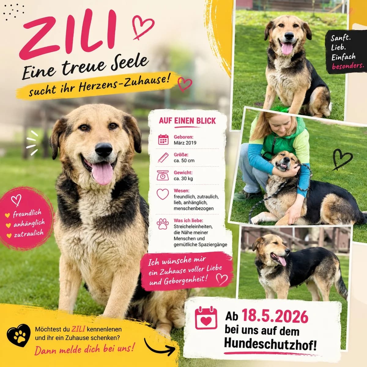 ZILI, Mix, geb. 03/2019, female 7yo Mixed Breed for adoption at Hundenothilfe.de, Germany