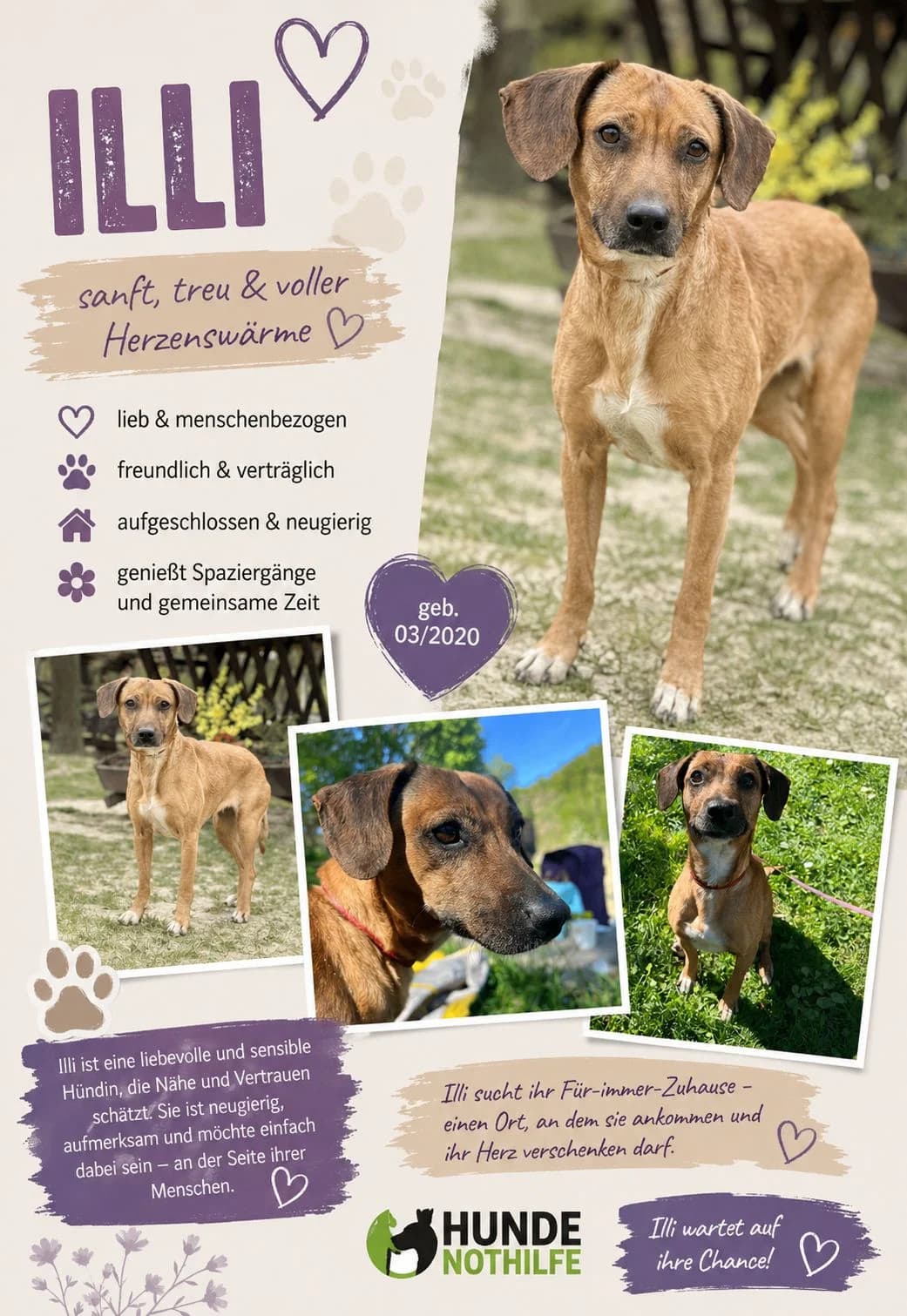 ILLI, Bracken Mix, geb. 03/2020, female 6yo Mixed Breed for adoption at Hundenothilfe.de, Germany