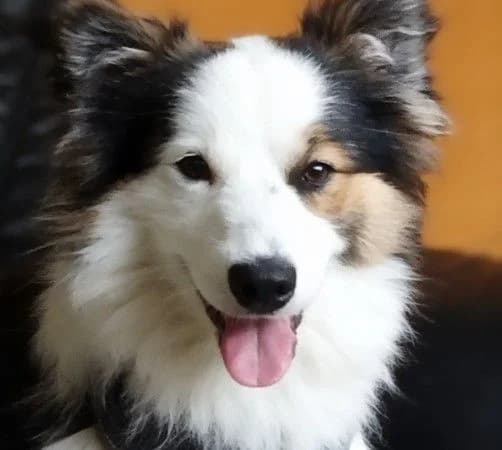 IZIDOR, Border Collie Mix, geb. 08/2025, young Mixed Breed for adoption at Hundenothilfe.de, Germany