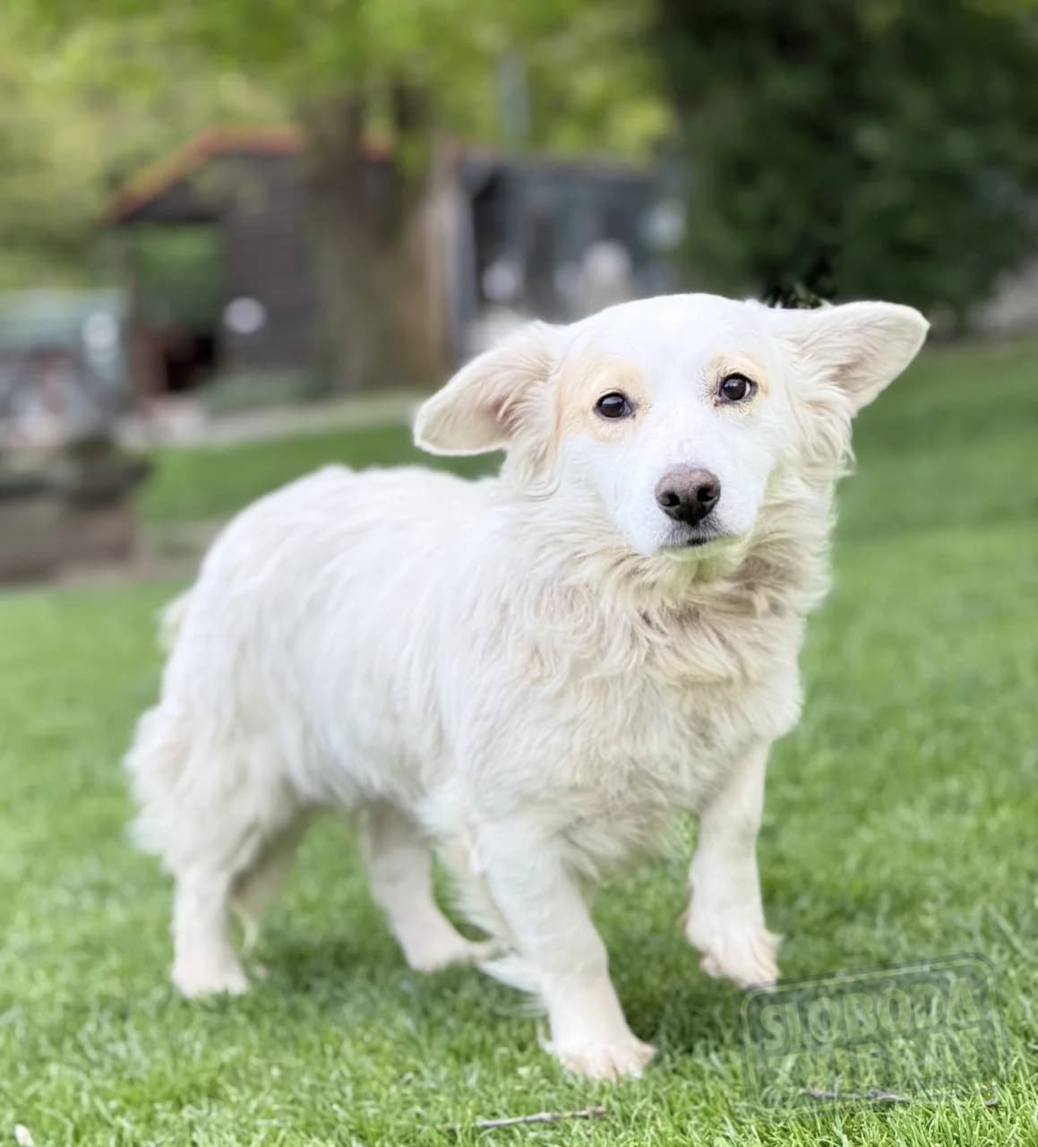 JASMINA, Mix, geb. 01/2023, female 3yo Mixed Breed for adoption at Hundenothilfe.de, Germany