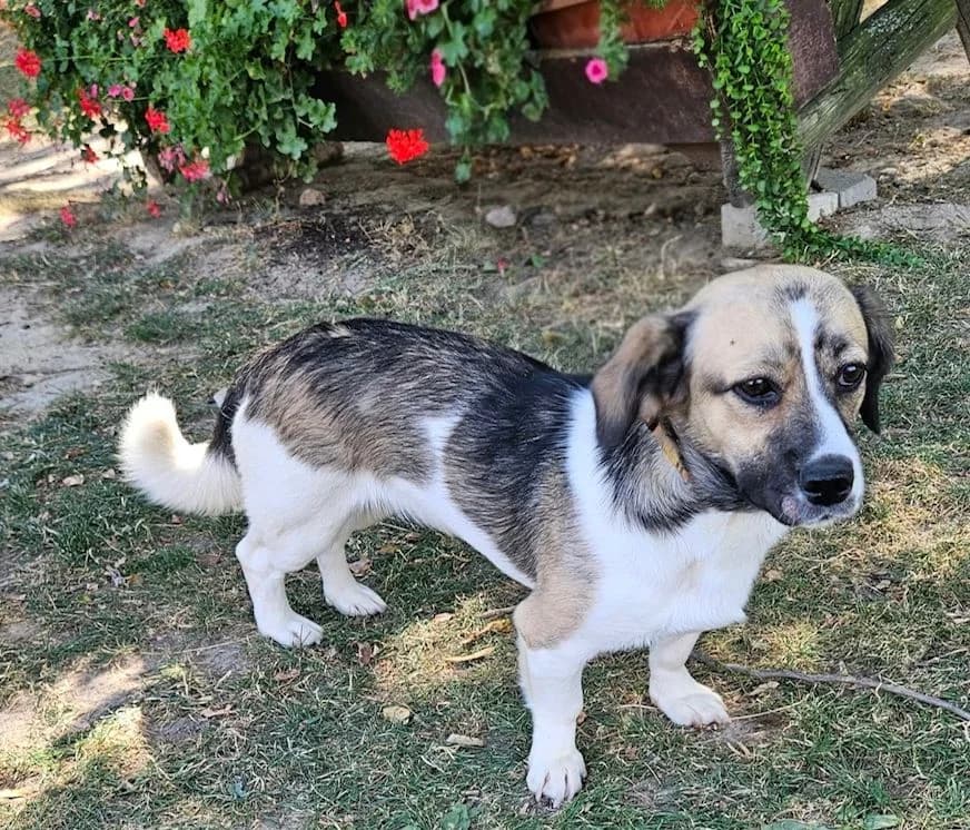 JULIA, Beagle Mix, geb. 10/2025, female puppy Mixed Breed for adoption at Hundenothilfe.de, Germany