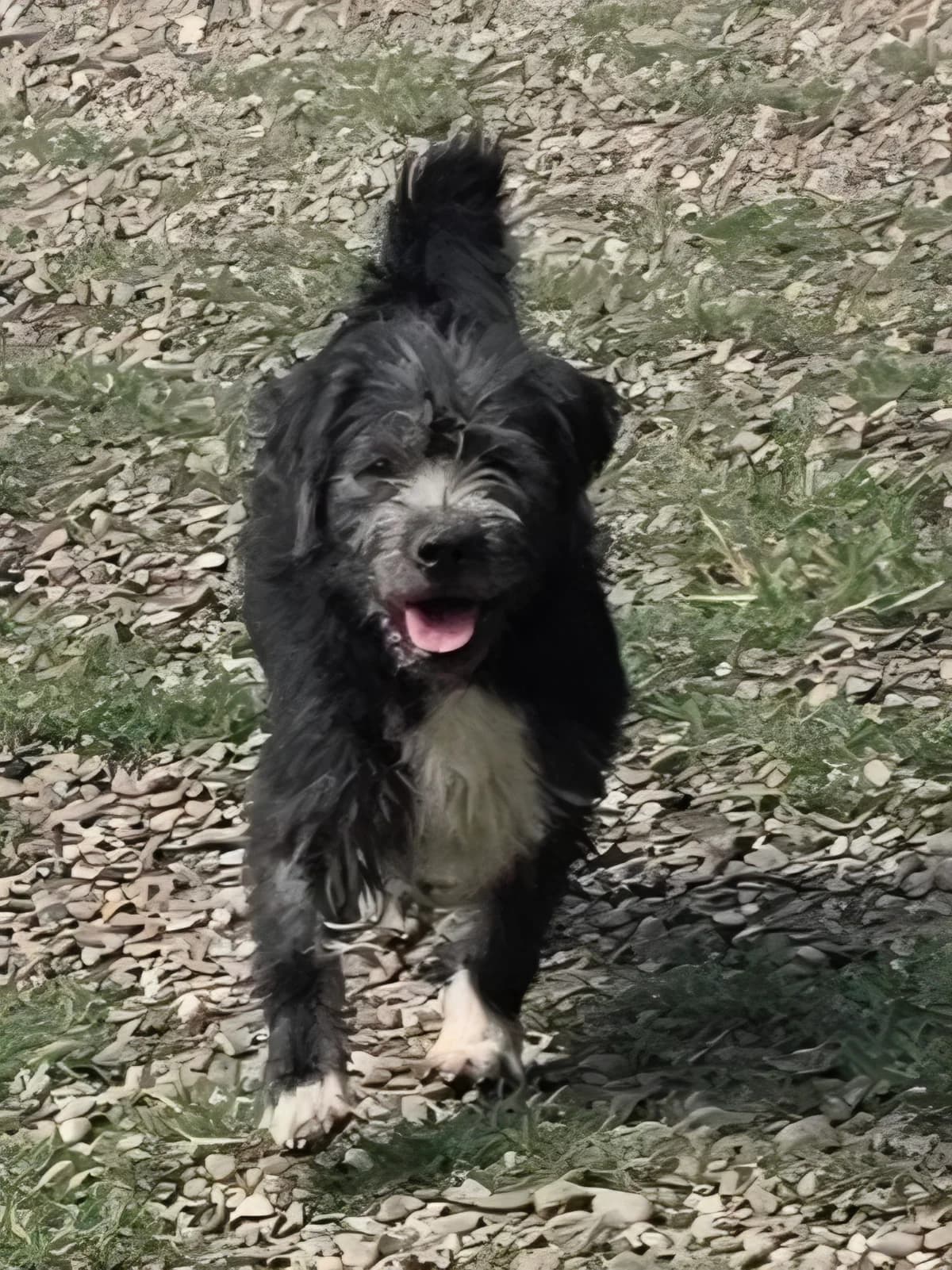 KOKU, Mix, geb. 09/2025, young Mixed Breed for adoption at Hundenothilfe.de, Germany
