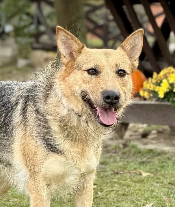 MAMANA, Schäferhund Mix, geb. 09/2022, female 3yo Mixed Breed for adoption at Hundenothilfe.de, Germany