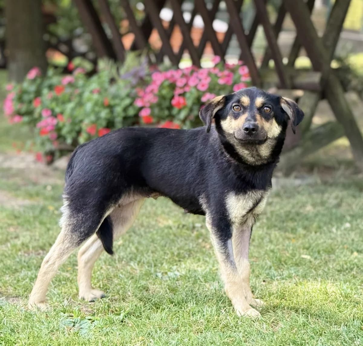 MEIRYN, Mix, geb. 07/2024, female young Mixed Breed for adoption at Hundenothilfe.de, Germany