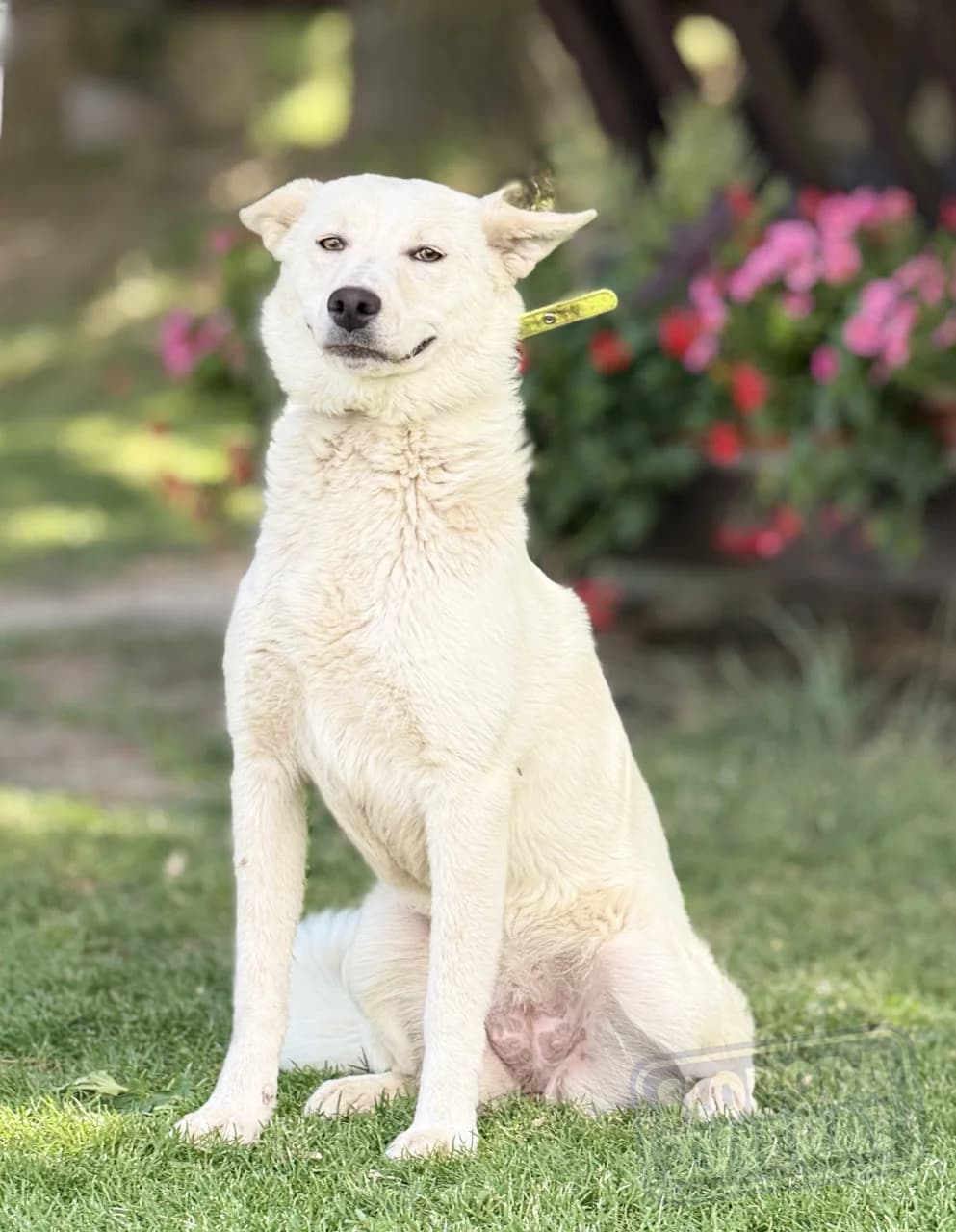 MIA, Mix, geb. 09/2025, female puppy Mixed Breed for adoption at Hundenothilfe.de, Germany
