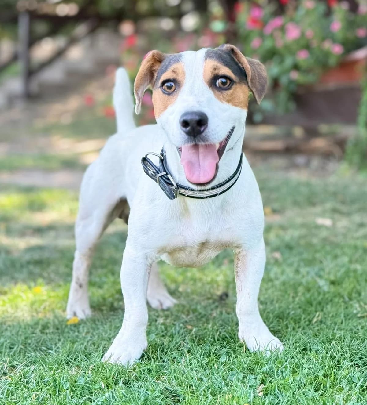 MILOS, Jack Russell Terrier geb. 08/2022, 4yo Mixed Breed for adoption at Hundenothilfe.de, Germany