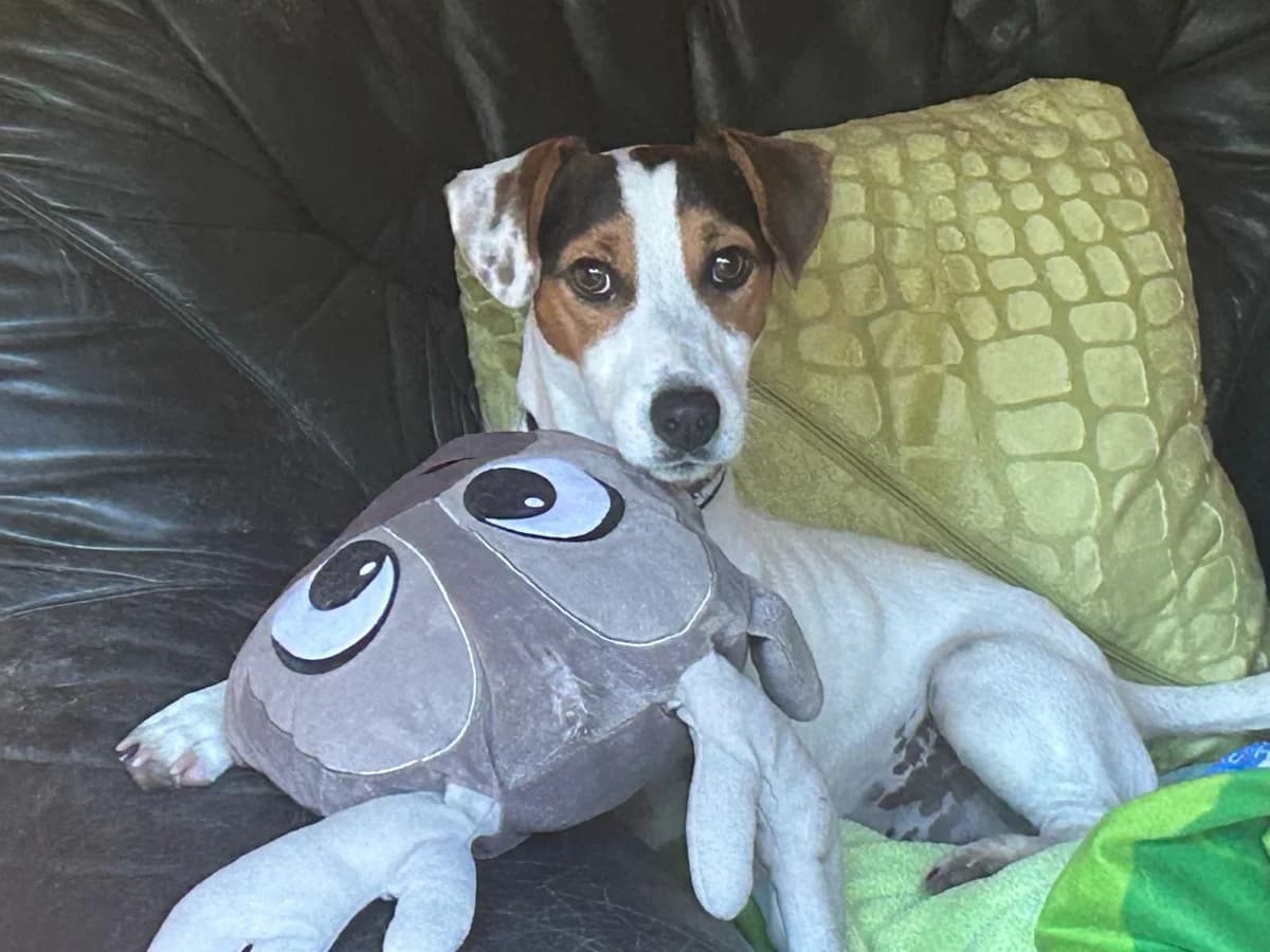 MILOS, Jack Russell Terrier geb. 08/2022, 4yo Mixed Breed for adoption at Hundenothilfe.de, Germany