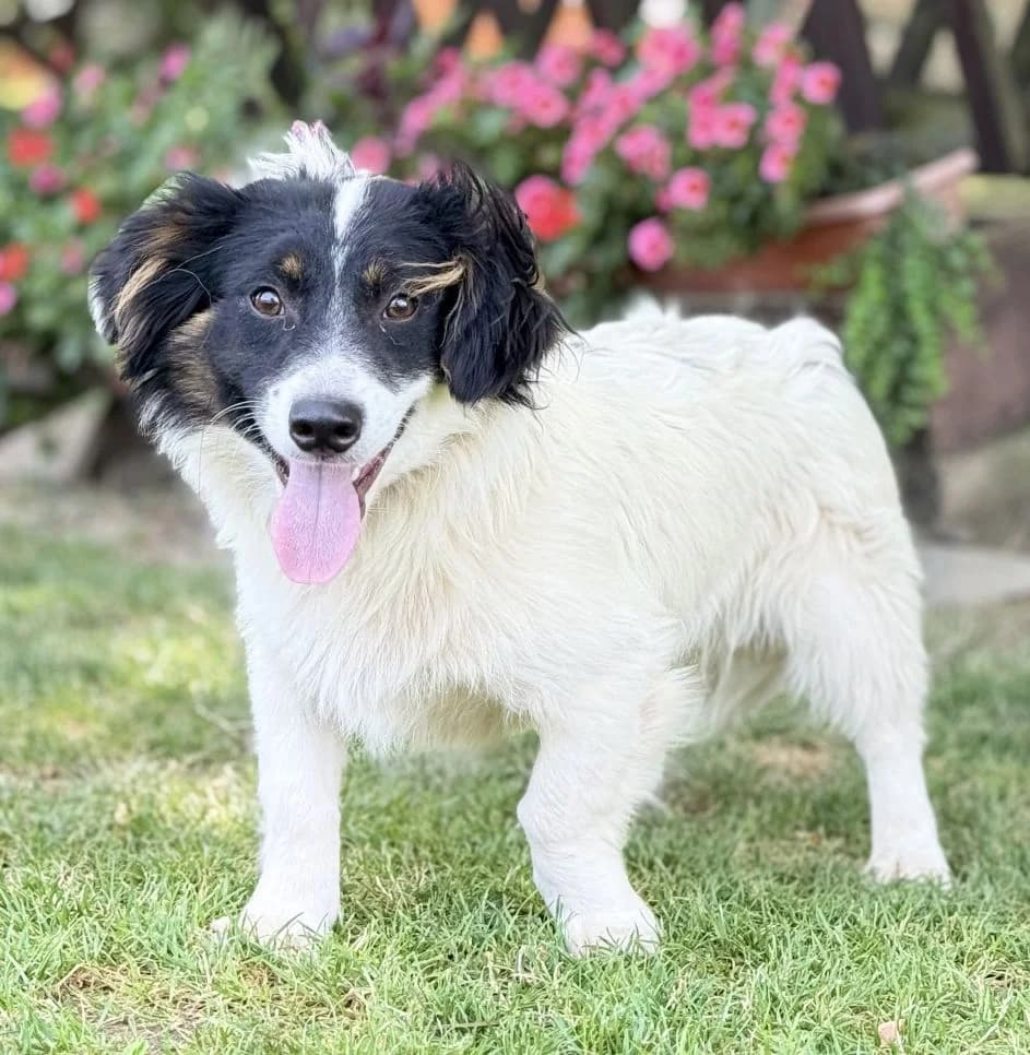 MONTY, Mix, geb. 07/2024, female young Mixed Breed for adoption at Hundenothilfe.de, Germany