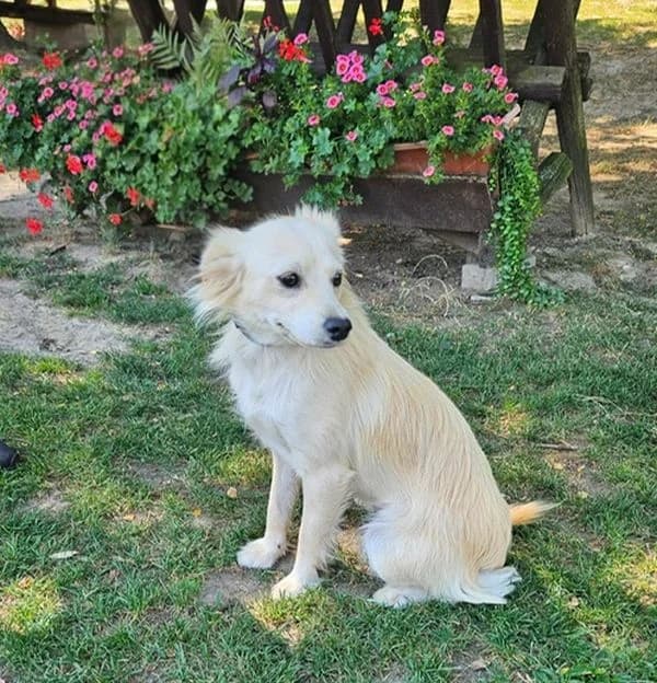 PAMPALINA, Mix, geb. 04/2025, young Mixed Breed for adoption at Hundenothilfe.de, Germany