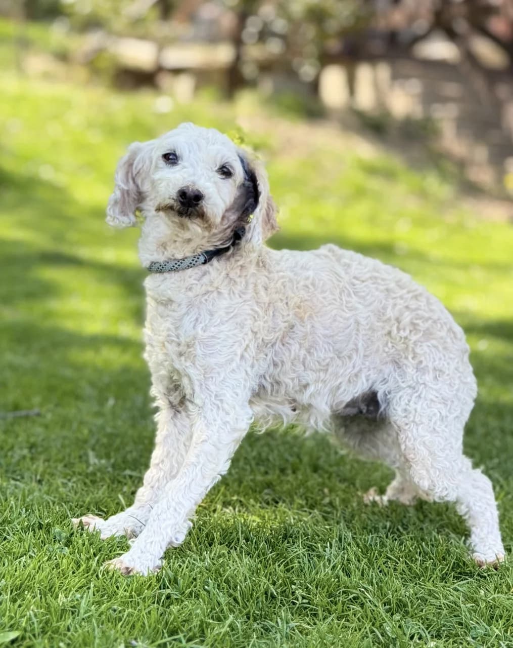 RENI, Pudel, geb. 04/2016, senior Mixed Breed for adoption at Hundenothilfe.de, Germany