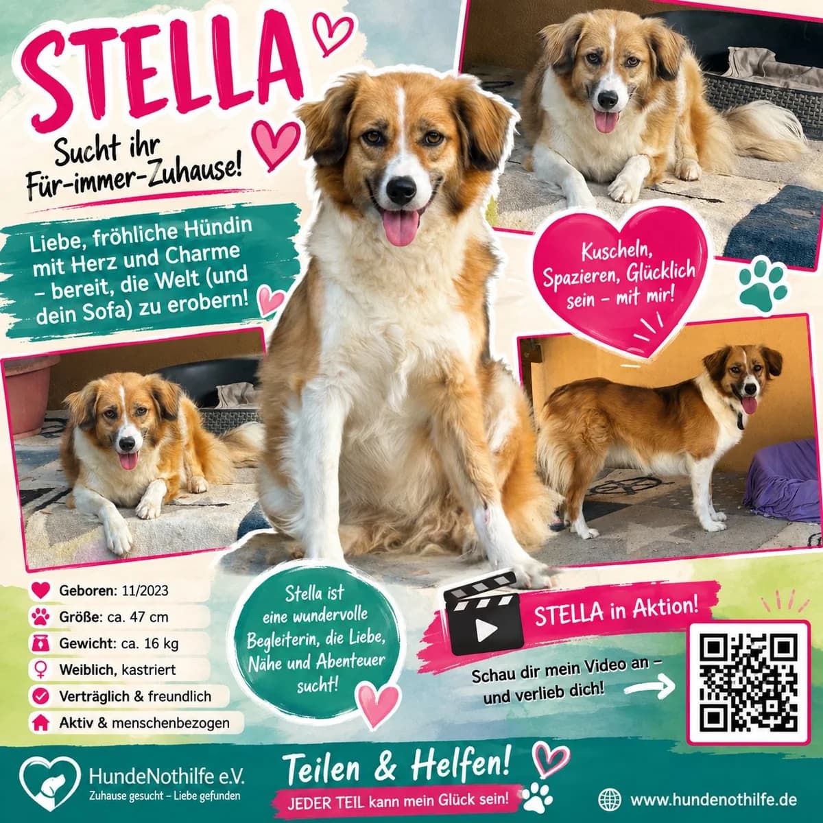 STELLA, Mix, geb. 11/2023, female young Mixed Breed for adoption at Hundenothilfe.de, Germany