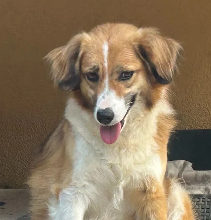 STELLA, Mix, geb. 11/2023, female young Mixed Breed for adoption at Hundenothilfe.de, Germany
