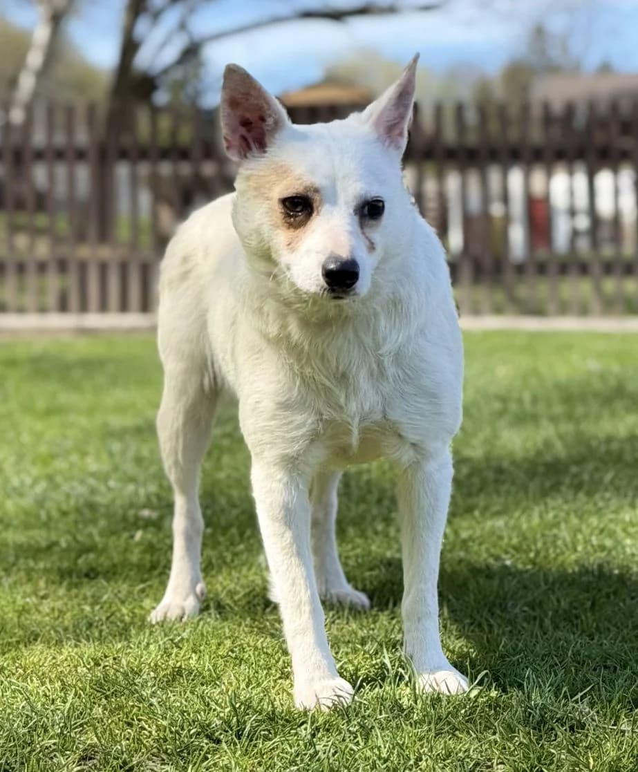 TINKA, Mix, geb. 05/2025, female puppy Mixed Breed for adoption at Hundenothilfe.de, Germany