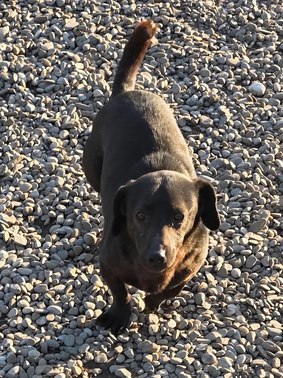 TOM, Mix, geb. 12/2019, male 6yo Mixed Breed for adoption at Hundenothilfe.de, Germany