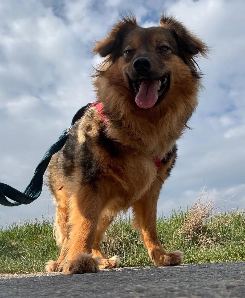 TRIXIE, Mix, geb. 02/2023, female 3yo Mixed Breed for adoption at Hundenothilfe.de, Germany