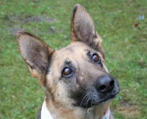 Jody, Mixed Breed for adoption at Hundenothilfe-OWL e.V., Bielefeld