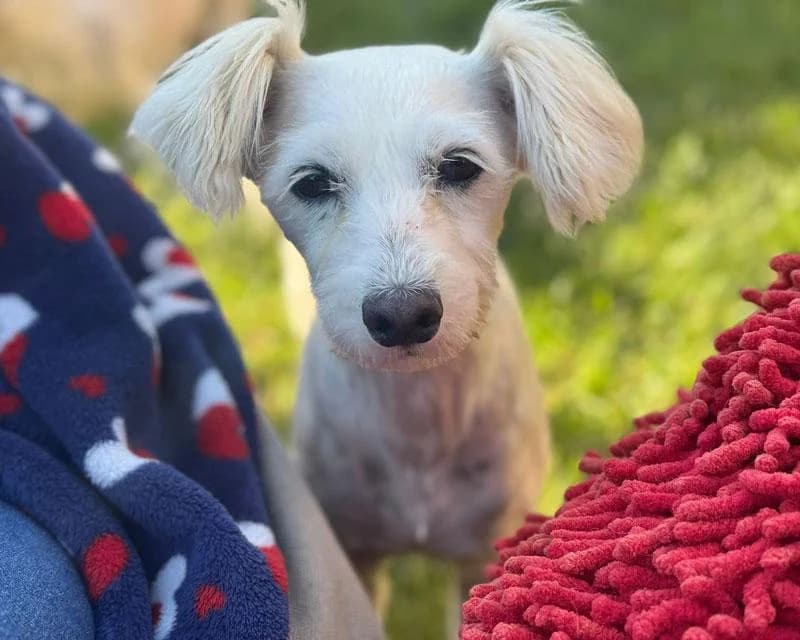 Bella, Mixed Breed for adoption at Hundenothilfe-OWL e.V., Bielefeld