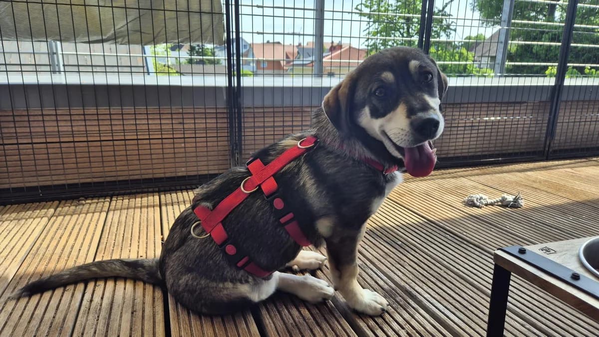 Cecilia, Mixed Breed for adoption at Hundenothilfe-OWL e.V., Bielefeld