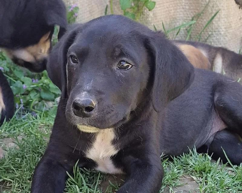 Eddy, Mixed Breed for adoption at Hundenothilfe-OWL e.V., Bielefeld