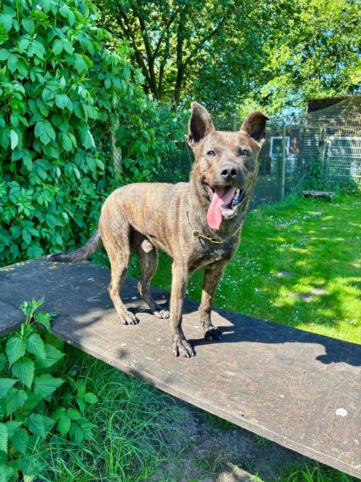 Loki, Mixed Breed for adoption at Hundenothilfe-OWL e.V., Bielefeld