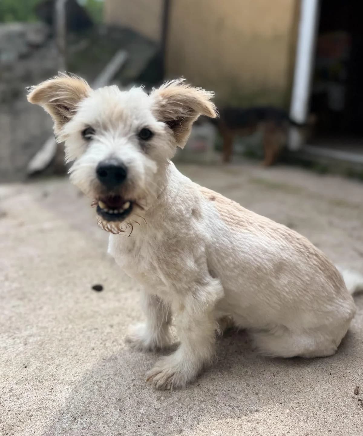 Jimmy, young Mixed Breed for adoption at Hundenothilfe-OWL e.V., Bielefeld