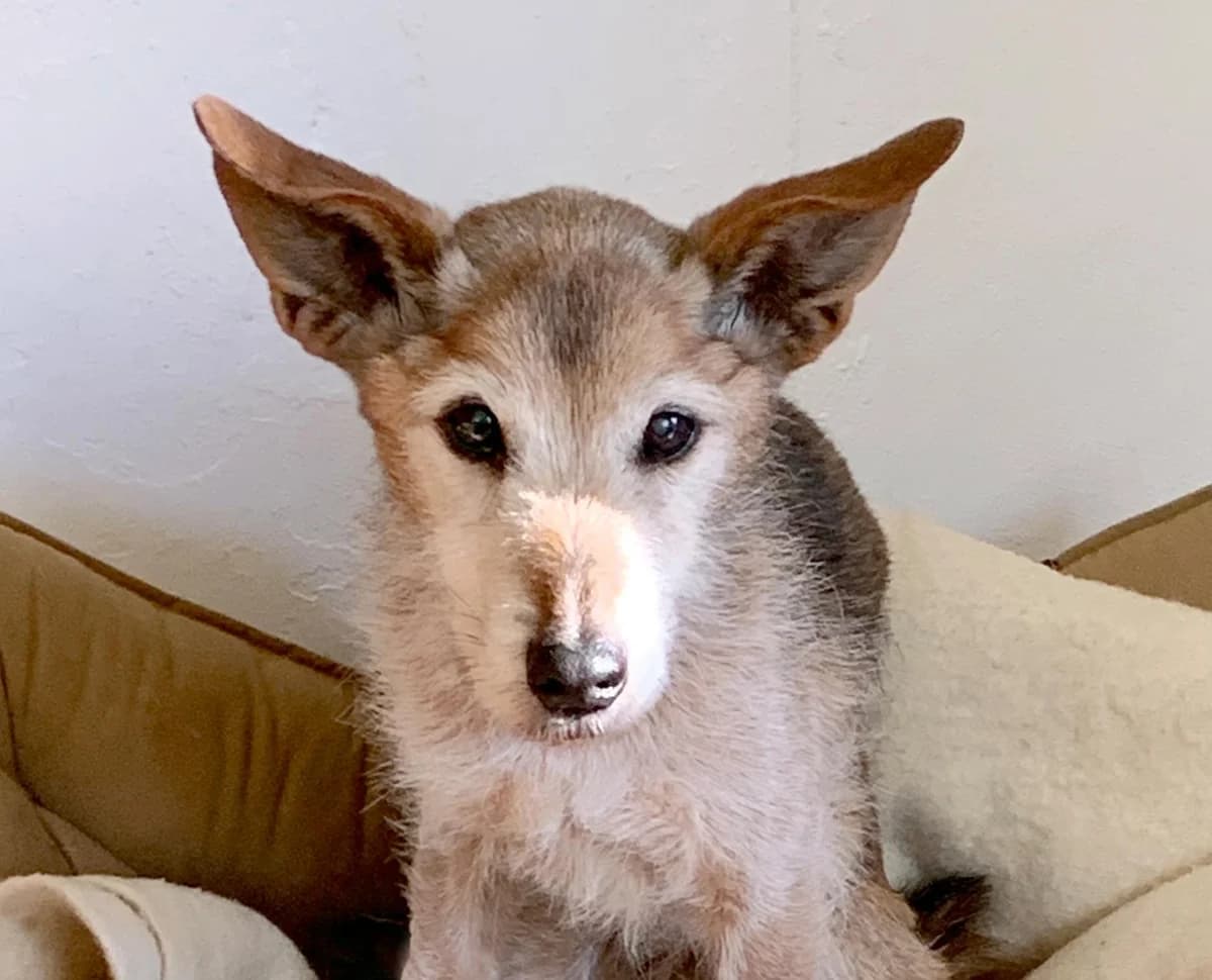 Bobby, Mixed Breed for adoption at Hundenothilfe-OWL e.V., Bielefeld