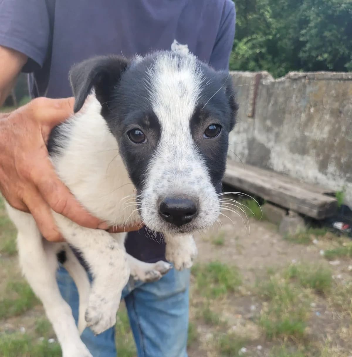 Berty, Mixed Breed for adoption at Hundenothilfe-OWL e.V., Bielefeld