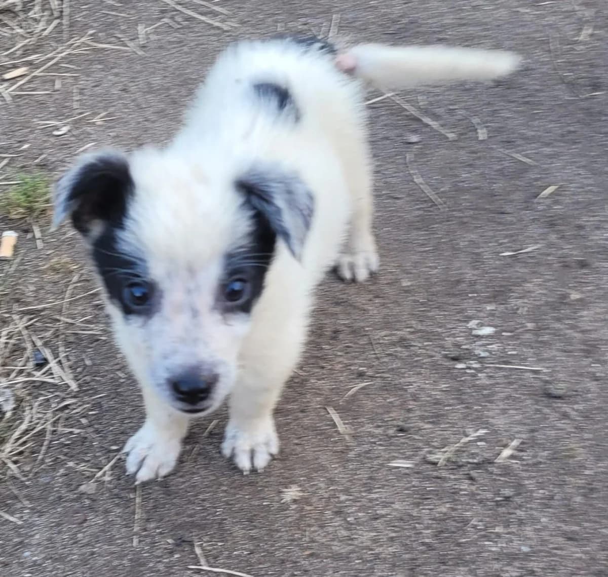 Alfie, Mixed Breed for adoption at Hundenothilfe-OWL e.V., Bielefeld