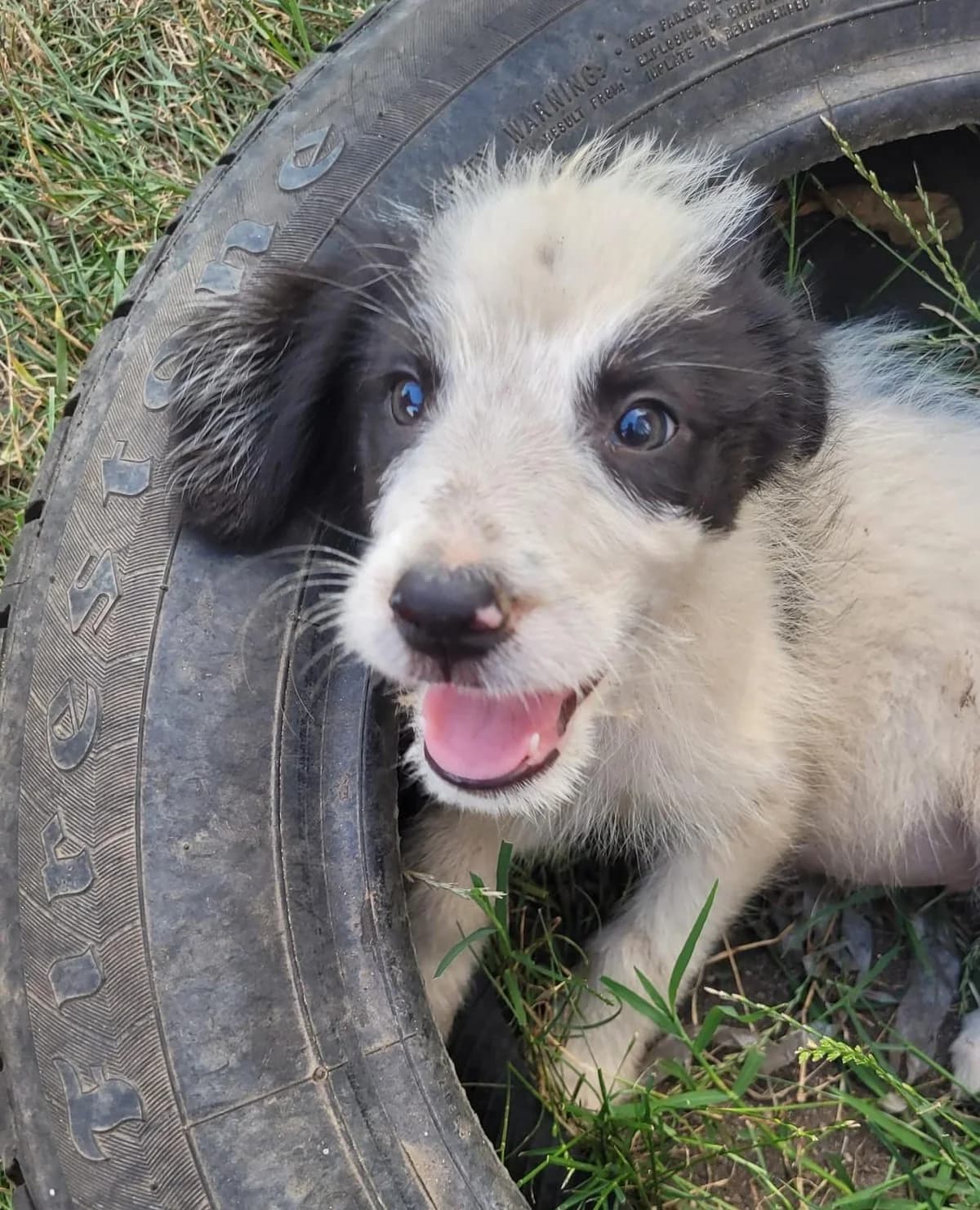 Alfredo, Mixed Breed for adoption at Hundenothilfe-OWL e.V., Bielefeld