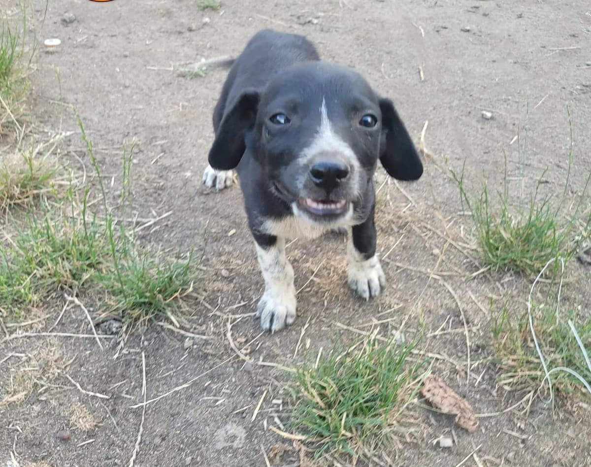 Lina, Mixed Breed for adoption at Hundenothilfe-OWL e.V., Bielefeld