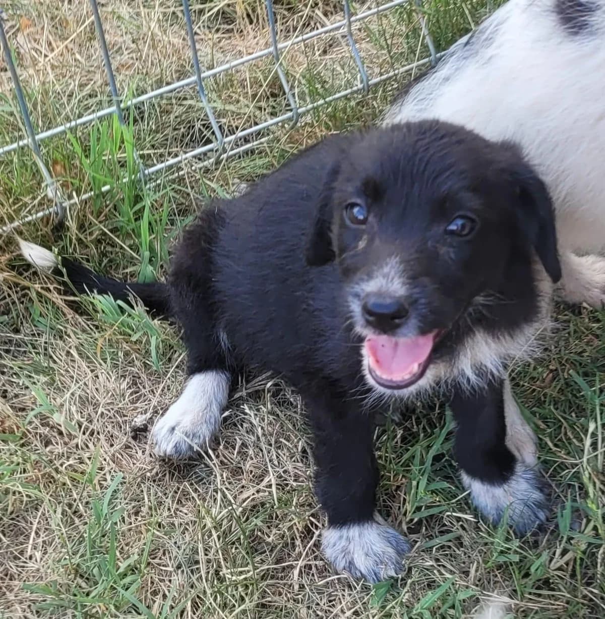 Sissi, Mixed Breed for adoption at Hundenothilfe-OWL e.V., Bielefeld