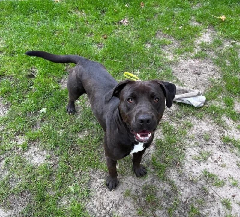 Ben, Mixed Breed for adoption at Hundenothilfe-OWL e.V., Bielefeld