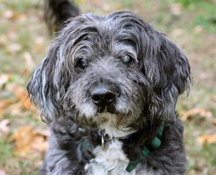 Coco, Mixed Breed for adoption at Hundenothilfe-OWL e.V., Bielefeld
