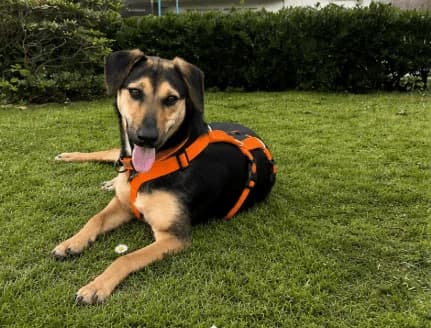 Roka, Mixed Breed for adoption at Hundenothilfe-OWL e.V., Bielefeld