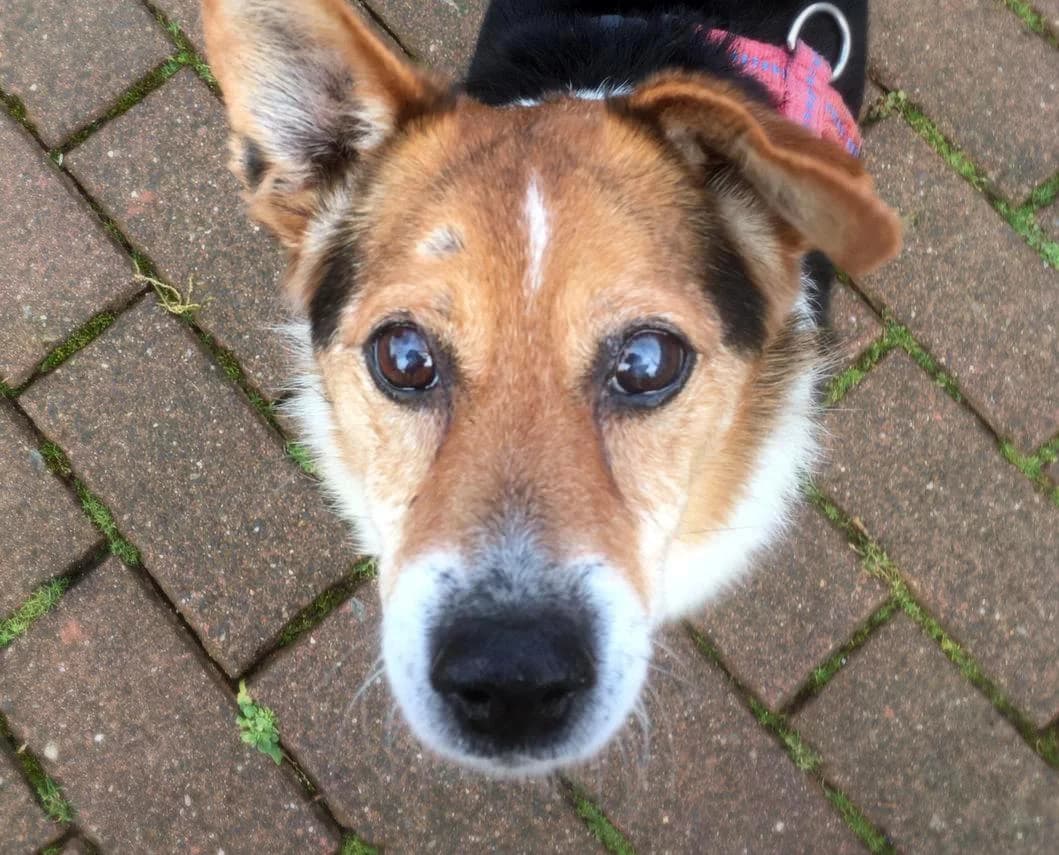 Max, Mixed Breed for adoption at Hundenothilfe-OWL e.V., Bielefeld