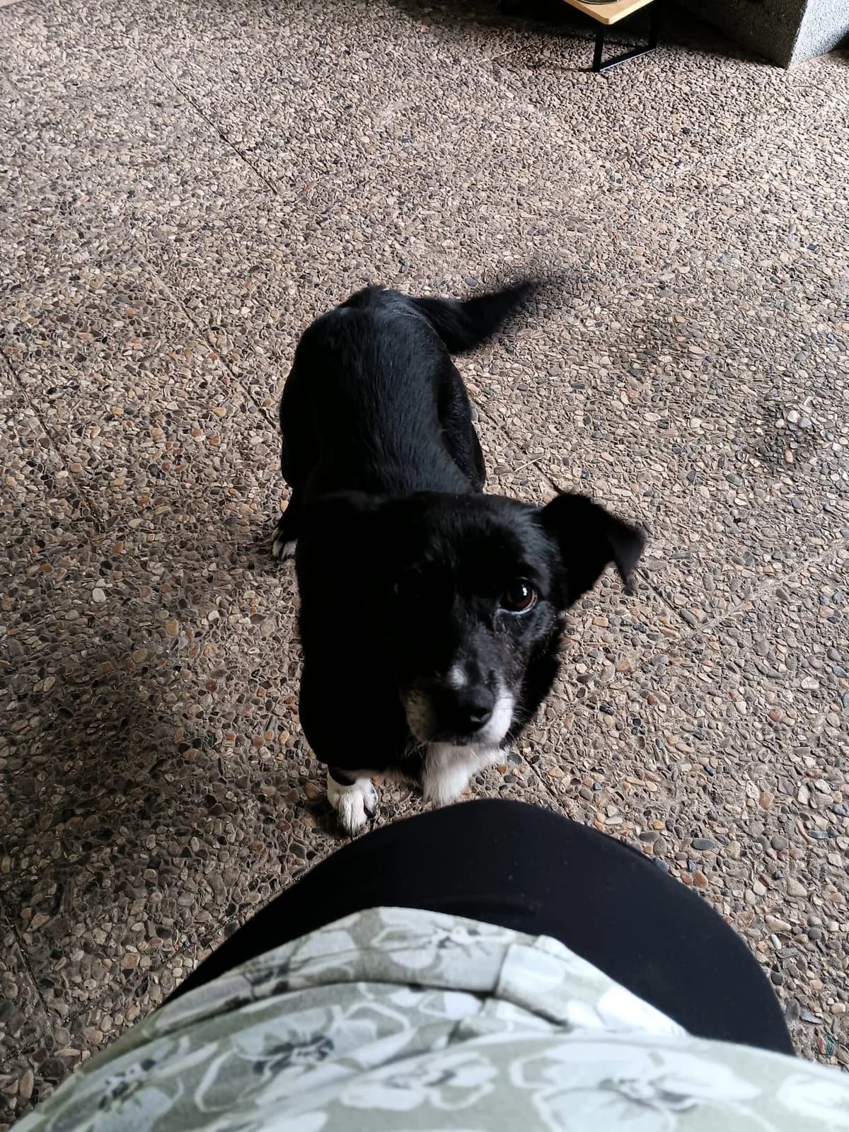 Heidi, 4yo Mixed Breed for adoption at Hundenothilfe-OWL e.V., Bielefeld