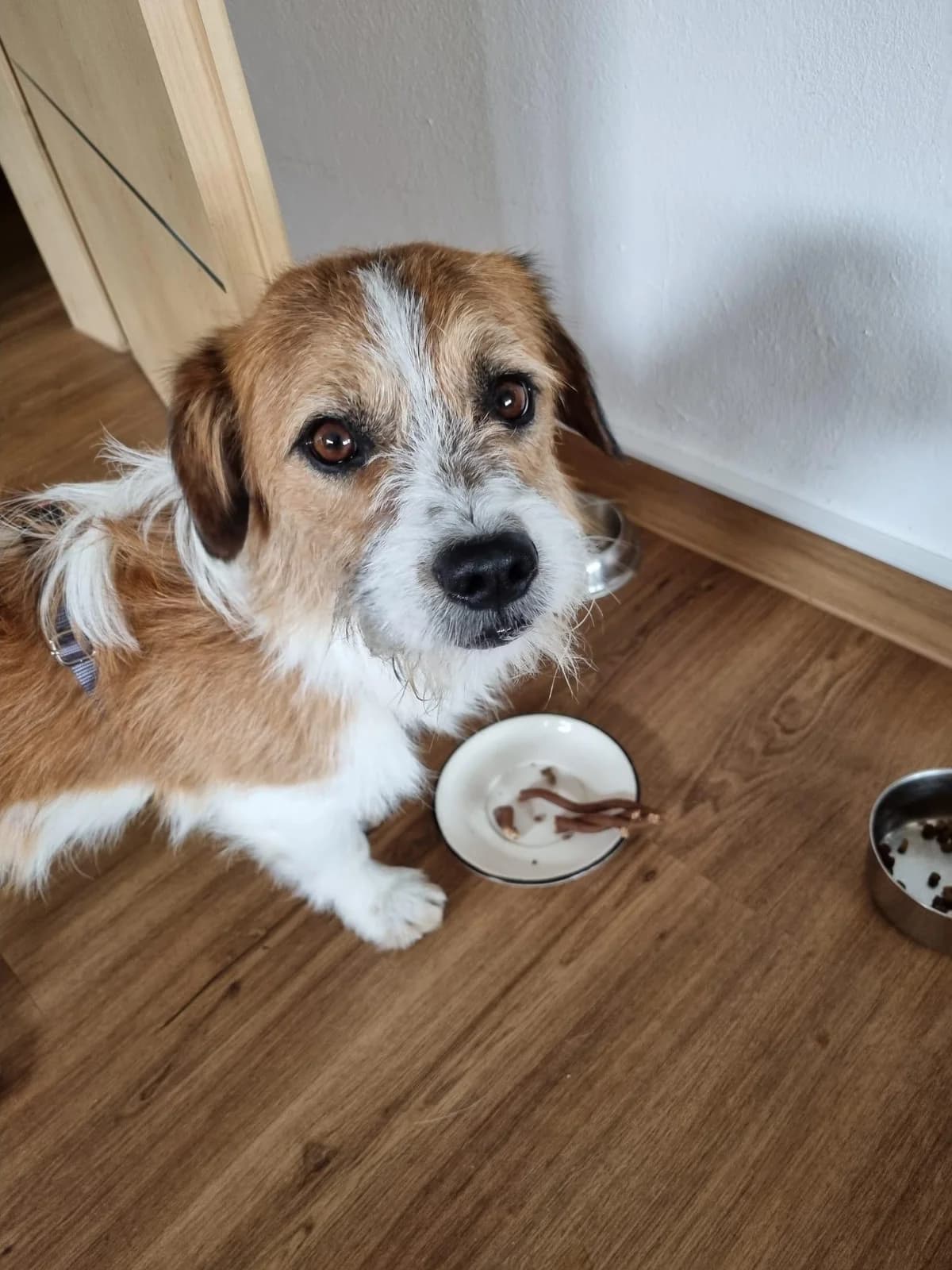Micky, young Mixed Breed for adoption at Hundenothilfe-OWL e.V., Bielefeld
