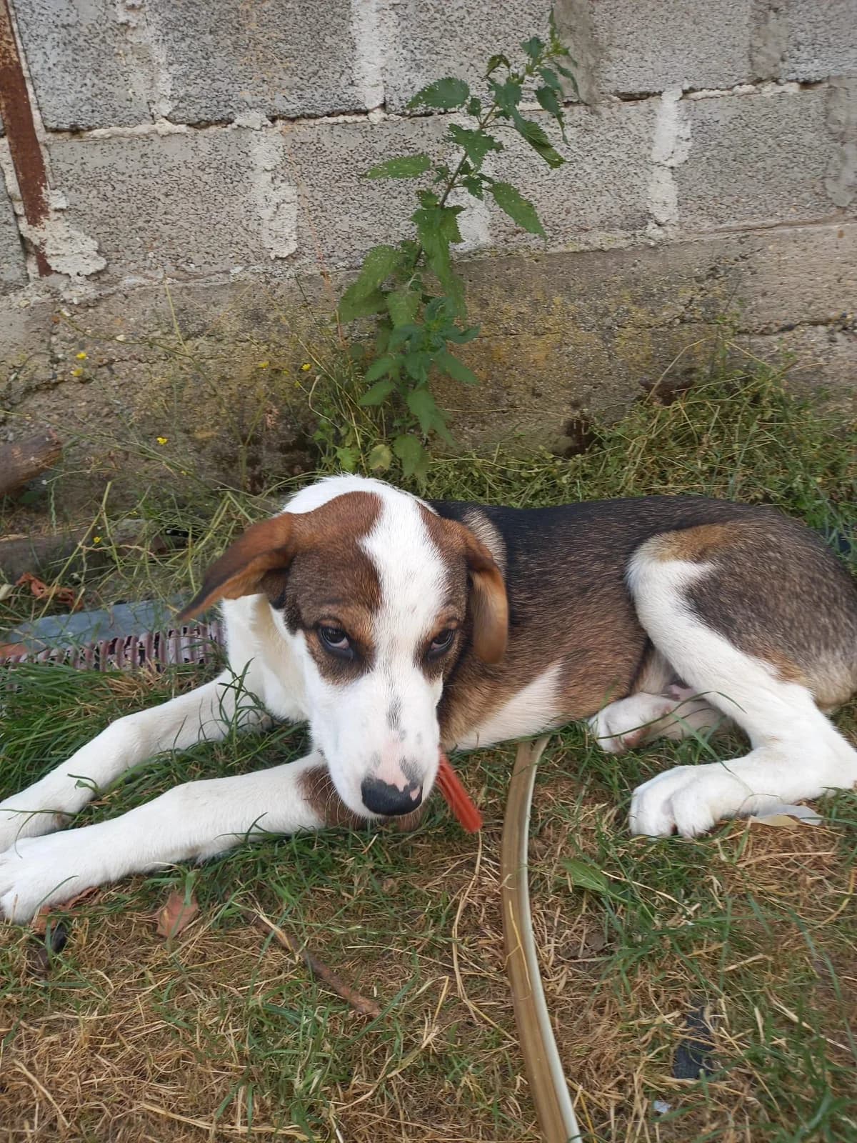 Thor, puppy Mixed Breed for adoption at Hundenothilfe-OWL e.V., Bielefeld