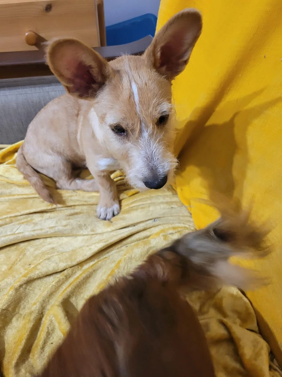 Tiza, puppy Mixed Breed for adoption at Hundenothilfe-OWL e.V., Bielefeld