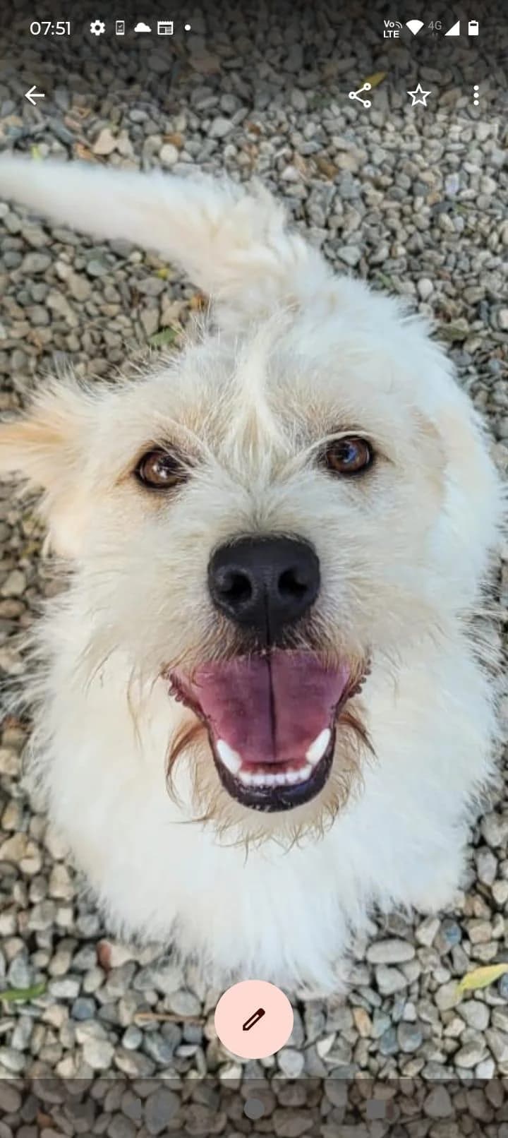 Eric, Mixed Breed for adoption at Hundenothilfe-OWL e.V., Bielefeld