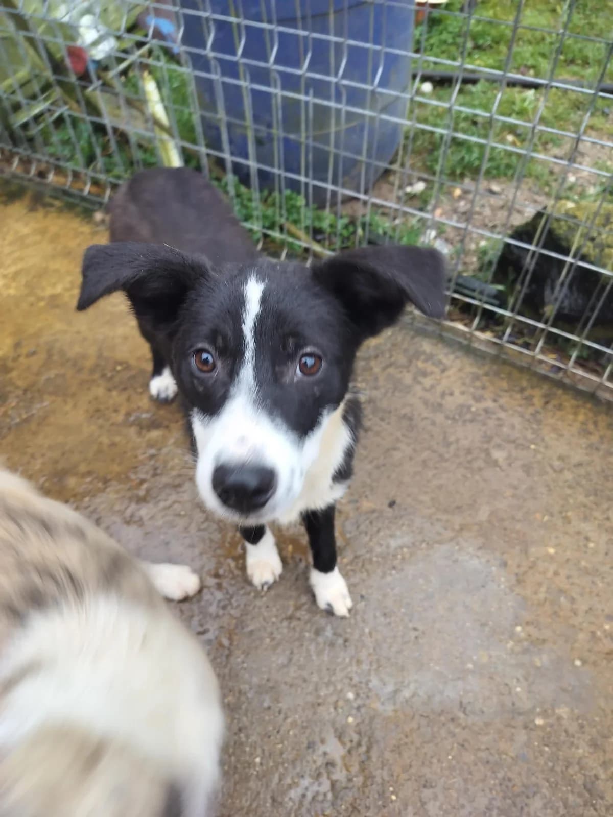 Daria, Mixed Breed for adoption at Hundenothilfe-OWL e.V., Bielefeld
