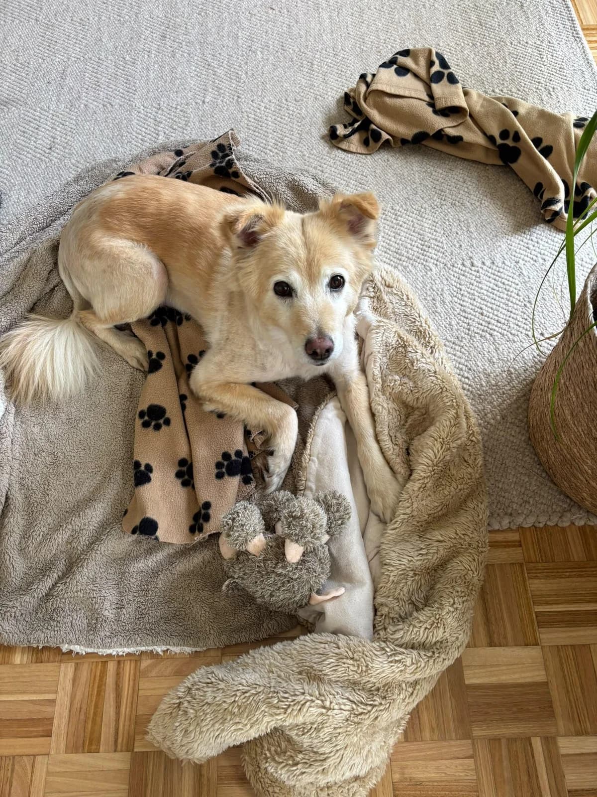 NOTFALL –, Mixed Breed for adoption at Hundenothilfe-OWL e.V., Bielefeld