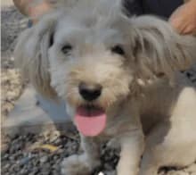 Daisy, Mixed Breed for adoption at Hundenothilfe-OWL e.V., Bielefeld