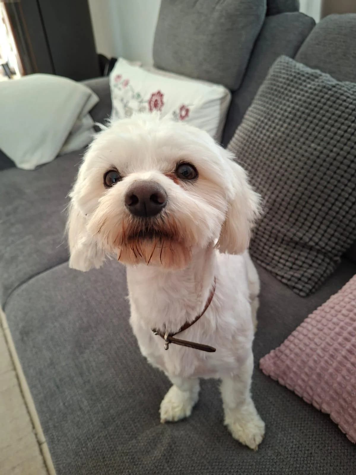 Rico, Mixed Breed for adoption at Hundenothilfe-OWL e.V., Bielefeld