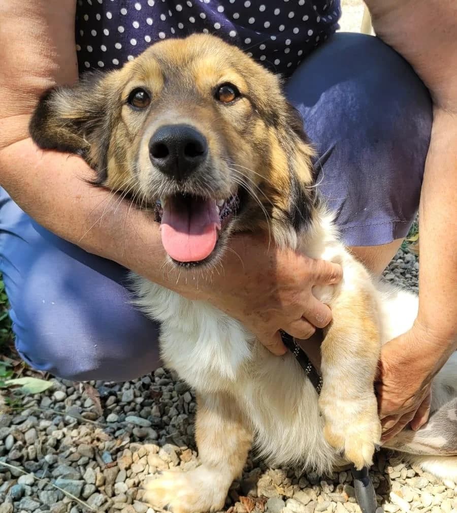 Lassie, Mixed Breed for adoption at Hundenothilfe-OWL e.V., Bielefeld