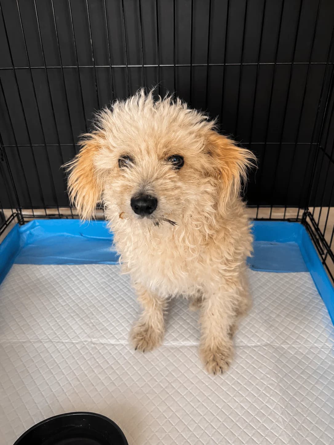 Max, Mixed Breed for adoption at Hundenothilfe-OWL e.V., Bielefeld
