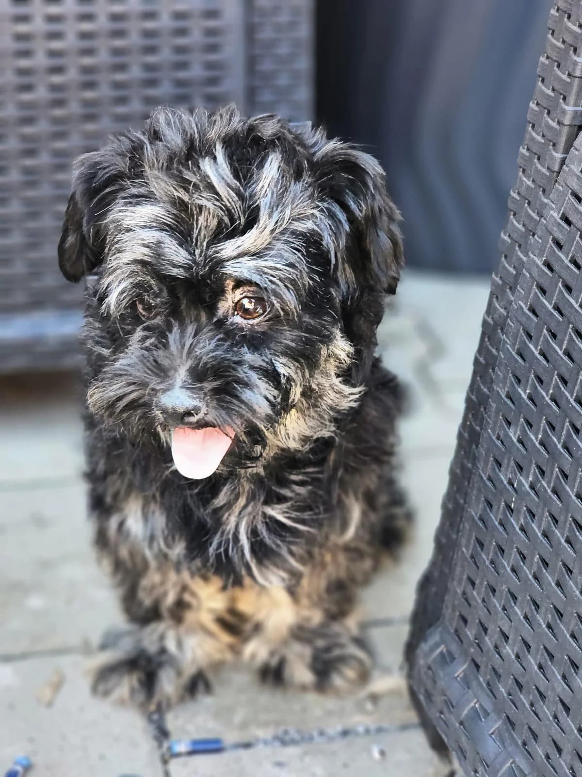 Moritz, Mixed Breed for adoption at Hundenothilfe-OWL e.V., Bielefeld