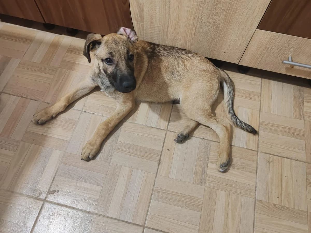 Toto, puppy Mixed Breed for adoption at Hundenothilfe-OWL e.V., Bielefeld